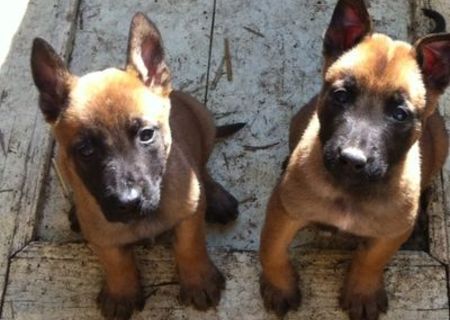 Pui ciobanesc belgian malinois