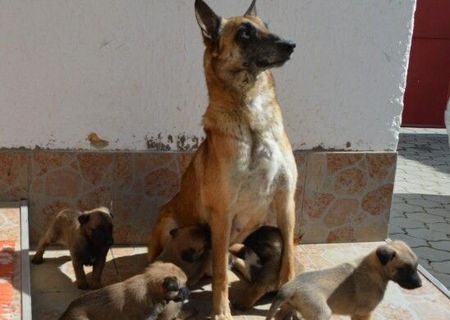 Pui ciobanesc belgian malinois