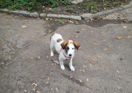 Pui ciobanesc bucovina spre ADOPTIE