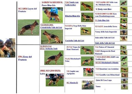 Pui ciobanesc german cu pedigree Pui ciobanesc german cu pedigree