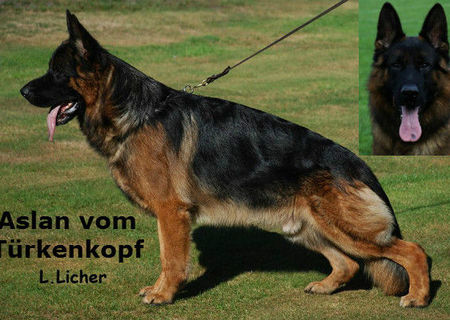 Pui Ciobanesc German cu pedigree