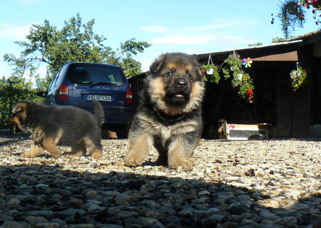 Pui ciobanesc german (German Shepherd) caine lup. 5 sapt Pui ciobanesc german (German Shepherd) caine lup. 5 sapt