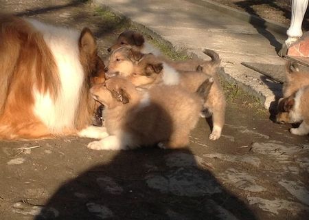 Pui collie de vanzare