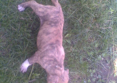 pui de amstaff pui de amstaff