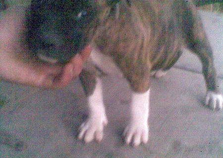 pui de amstaff pui de amstaff