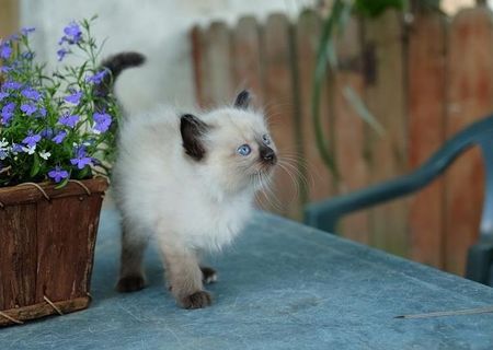 Pui de Angora Turceasca