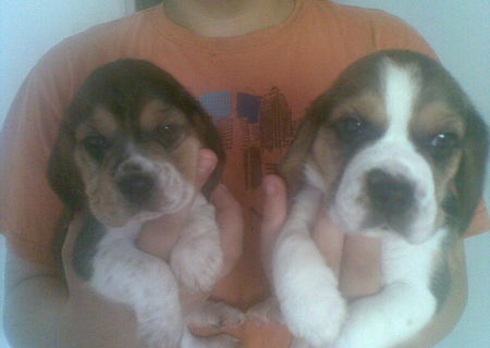 pui de beagle tricolor fem si mas de 5 saptamâni