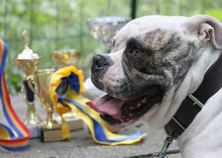 Pui de bulldog american SJKids