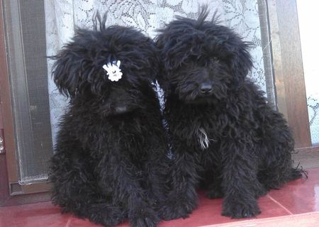 Pui de caniche