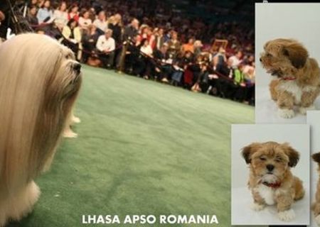 Pui de catei Lhasa Apso parinti campioni Europeni Pui de catei Lhasa Apso parinti campioni Europeni