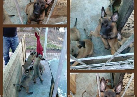 pui de ciobanesc belgian malinois