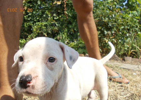 Pui de Dog Argentinian + Pitbull Pui de Dog Argentinian + Pitbull