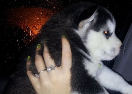 Pui de Husky Siberian