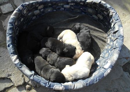 Pui de Labradori