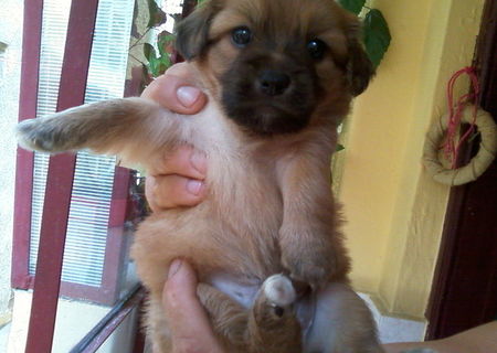 pui de pechinez