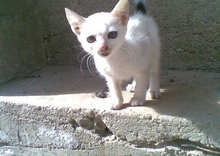 Pui de pisica spre adoptie Pui de pisica spre adoptie