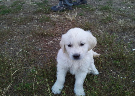 Pui de rasa Golden Retriever