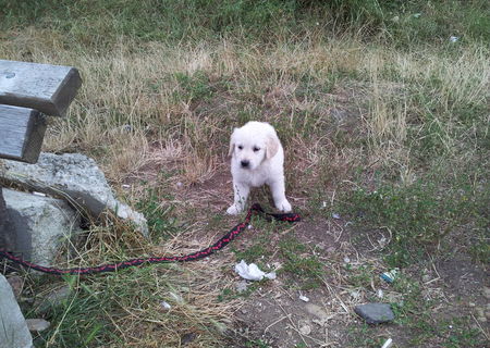Pui de rasa Golden Retriever