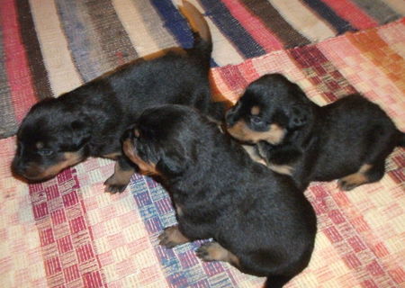 pui de rottwailer pui de rottwailer