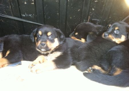 Pui de  rottweiler