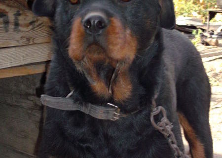 pui de Rottweiler