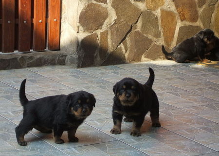 Pui de Rottweiler Pui de Rottweiler