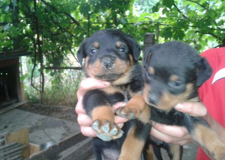 Pui de rottweilwr