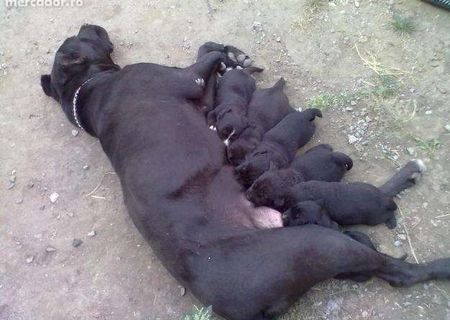 Pui dragalasi Cane Corso