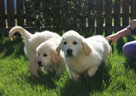 Pui Golden Retriever Pui Golden Retriever