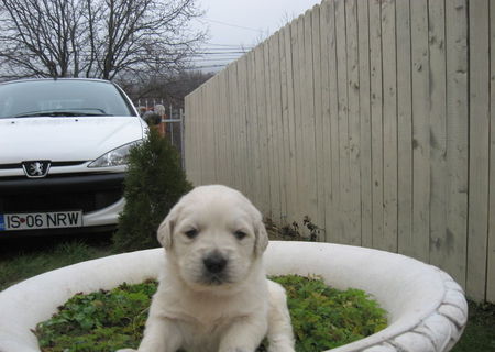 pui golden retriever
