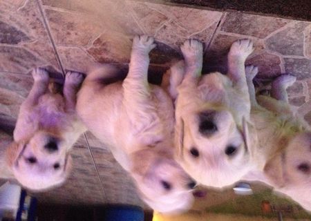 Pui Golden Retriever (Bucuresti)