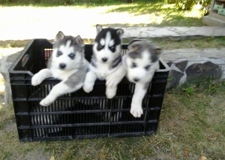 Pui Husky Siberian
