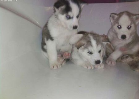 Pui Husky Siberian Pui Husky Siberian