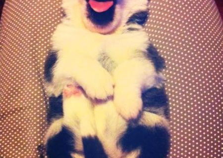 Pui husky siberian