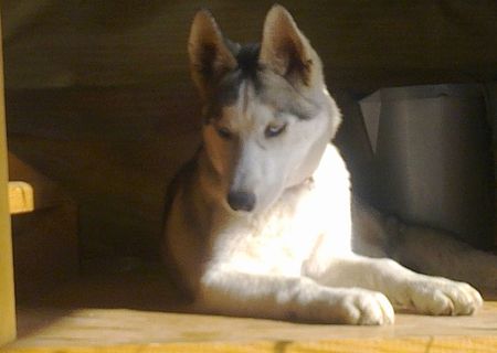 Pui husky siberian femele Pui husky siberian femele
