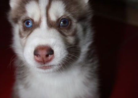 Pui Husky Siberian pufosi si deosebiti Pui Husky Siberian pufosi si deosebiti