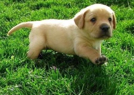 pui labrador pui labrador