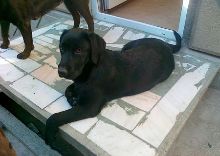Pui labrador femela neagra