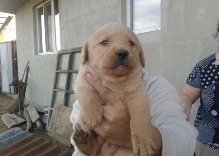 Pui labrador (puri) masculin și feminin