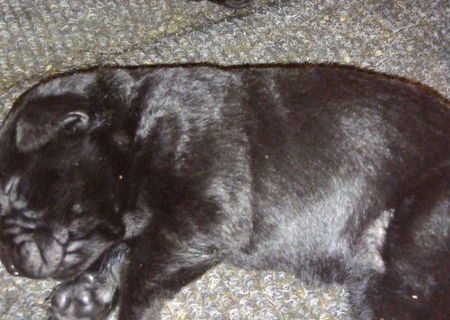 Pui Labrador Retriever