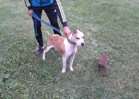 pui pitbull 2 luni pui pitbull 2 luni