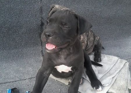 Pui pitbull