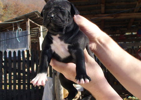 pui pitbull