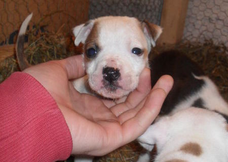 pui pitbull red nose pui pitbull red nose