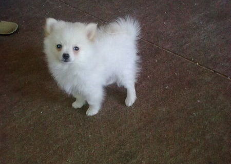 Pui Pomeranian