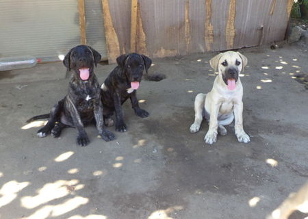 Pui Presa de Canario
