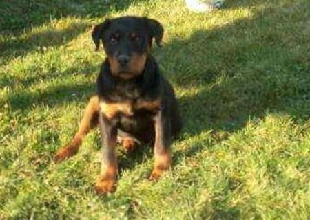 pui rottwailer