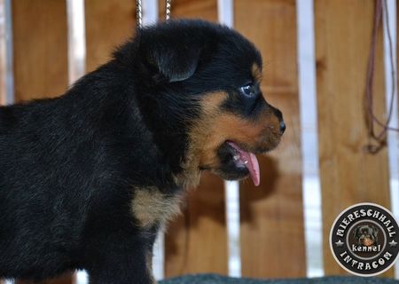 Pui Rottweiler