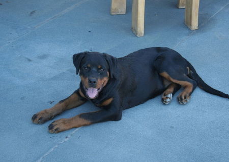 Pui rottweiler