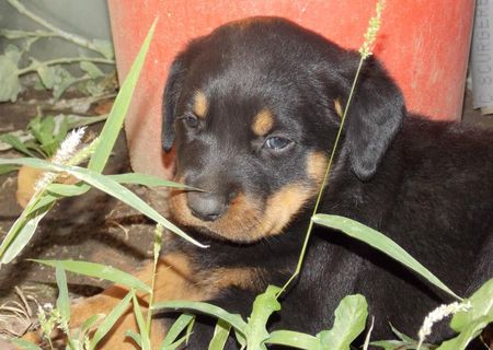 pui rottweiler